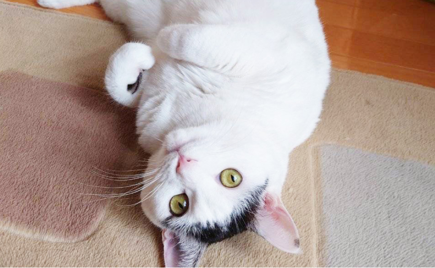 怪我や発作、アレルギー